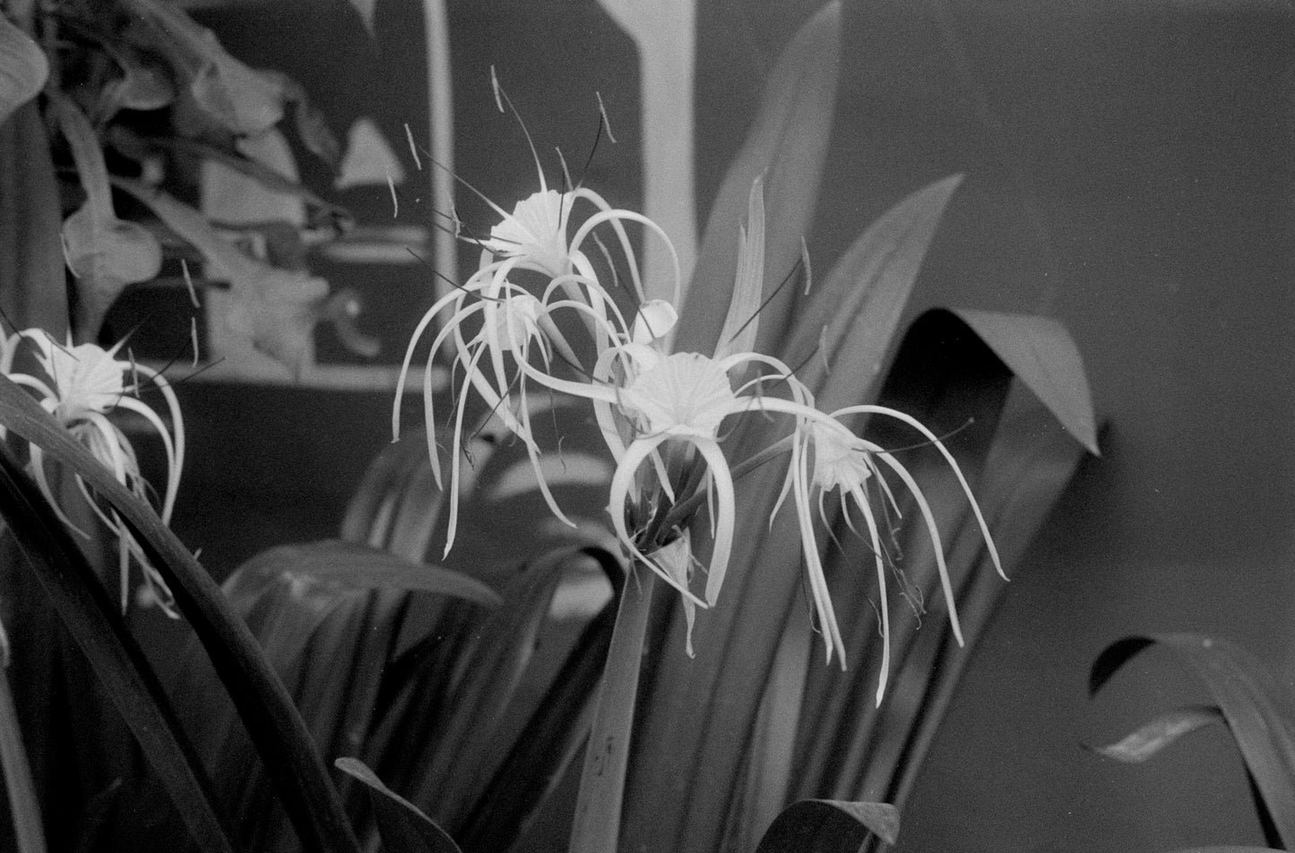 Re-spooled B&W 400 36 Exp