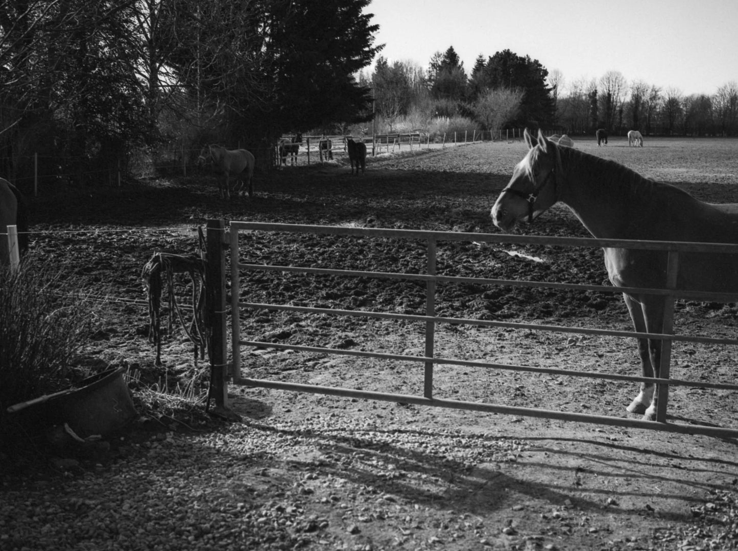 LUCKY SHD400 BLACK AND WHITE FILM-120